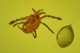 Fossil Ant, Beetle, Fly and Mite in Baltic Amber #163494-6